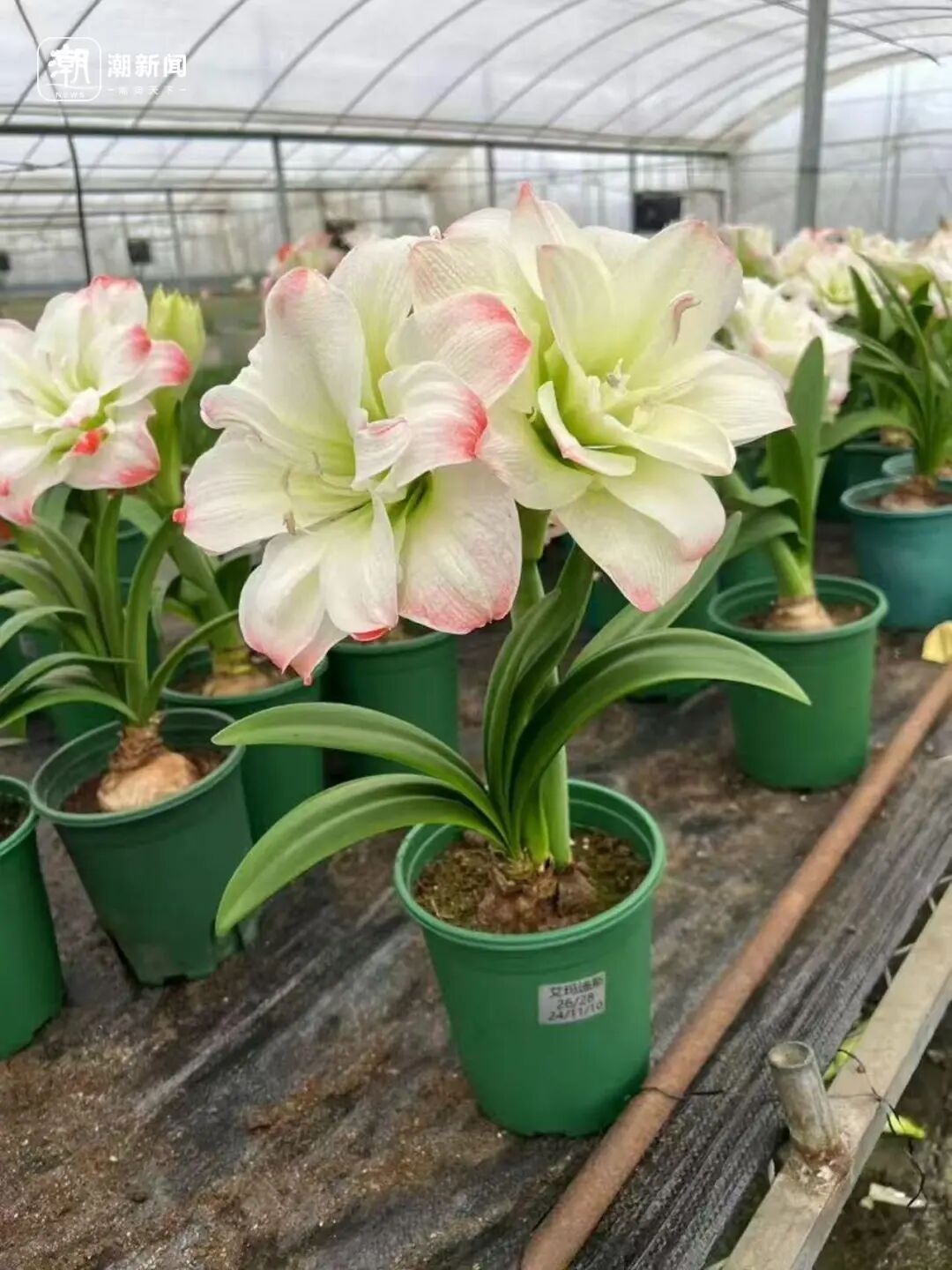 朱顶红种球价格大跳水！近300元跌至35元