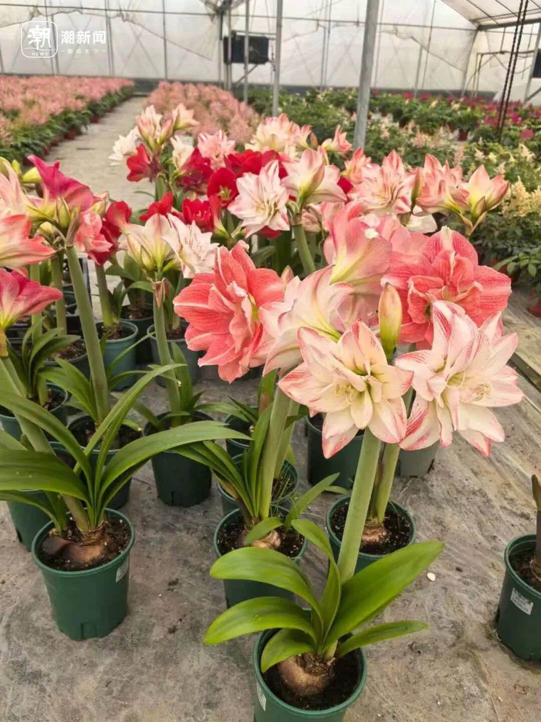 朱顶红种球价格大跳水！近300元跌至35元