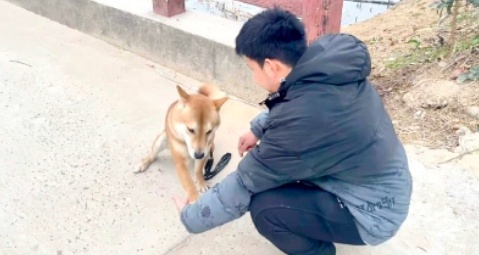 花15800元送暴躁小狗“上学”，除了挨过几次毒打，什么也没学会！法院：全额退款