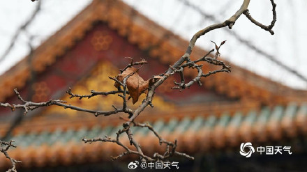 北京黄叶与红墙碰撞出别样冬景