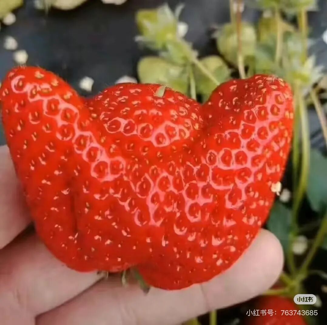“怪相”草莓，能吃吗？