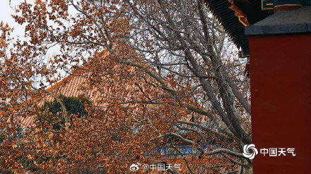 北京黄叶与红墙碰撞出别样冬景