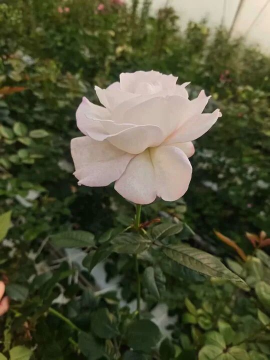 用二舅“宝华”命名的月季，有了新消息！