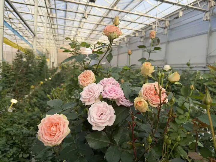 用二舅“宝华”命名的月季，有了新消息！