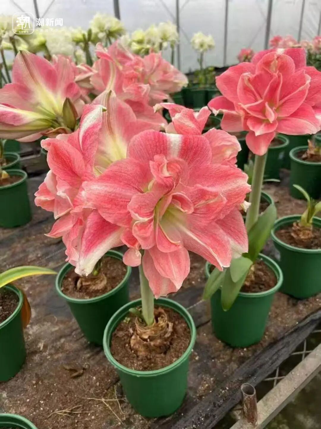 朱顶红种球价格大跳水！近300元跌至35元