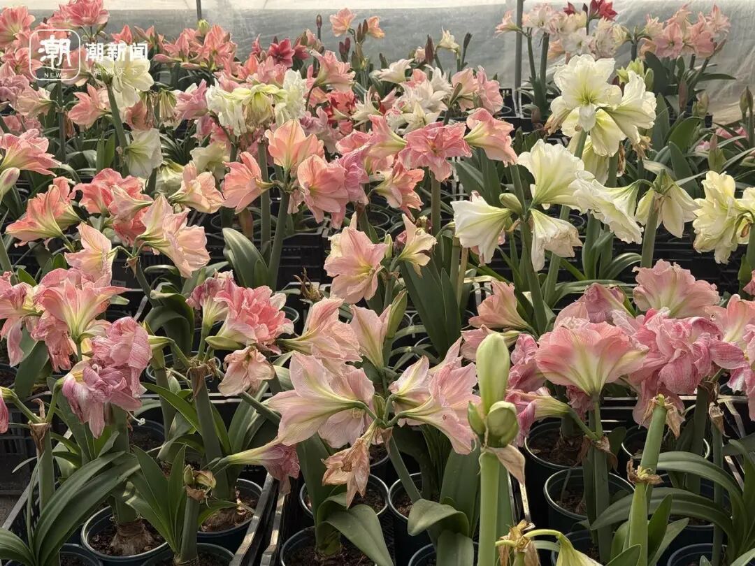 朱顶红种球价格大跳水！近300元跌至35元