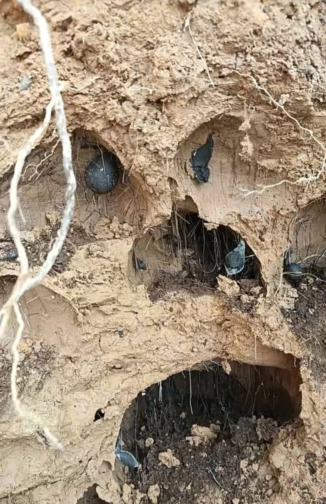 “一斤4000元”？达州网友修路挖到乌灵参：卖不掉就自己吃