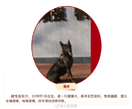 快来看看！4只退役军犬你要领养吗