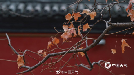 北京黄叶与红墙碰撞出别样冬景