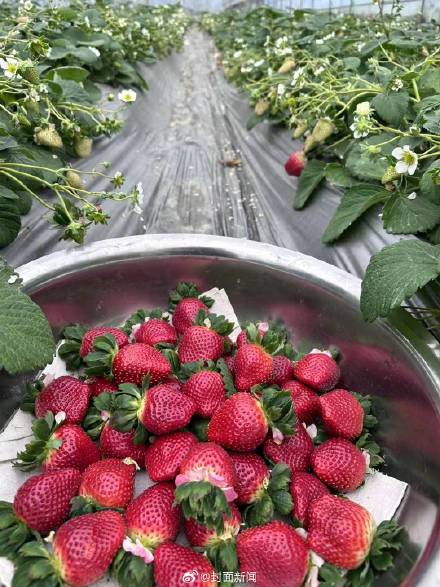 草莓界有自己的爱马仕！黑草莓最贵卖到300元一斤