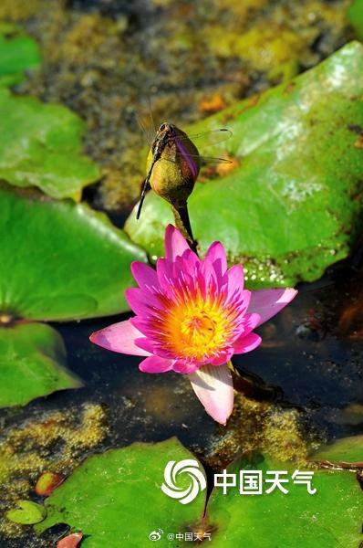 海南儋州温暖舒适睡莲绽放