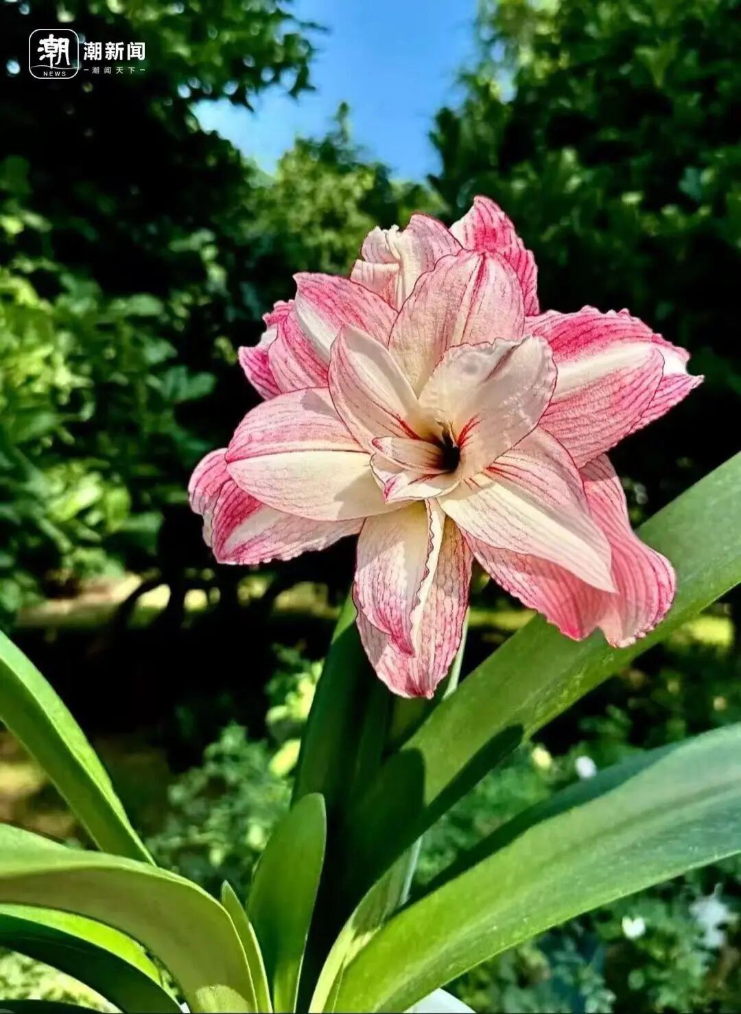 朱顶红种球价格大跳水！近300元跌至35元