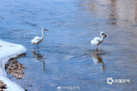 陕西延安河面尚未封冻 白鹭悠闲觅食