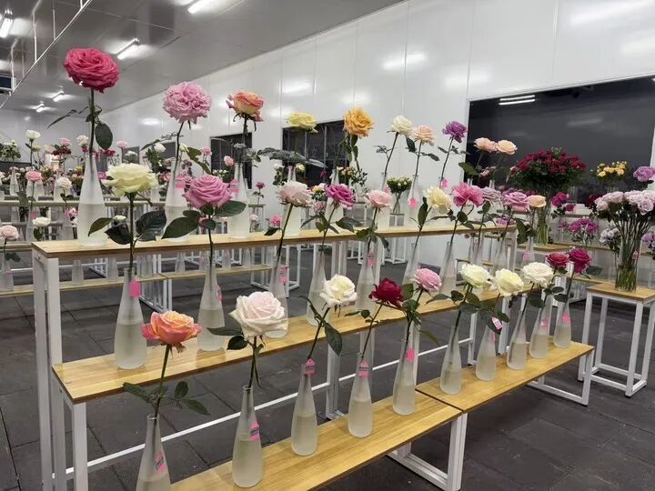 用二舅“宝华”命名的月季，有了新消息！