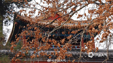 北京黄叶与红墙碰撞出别样冬景