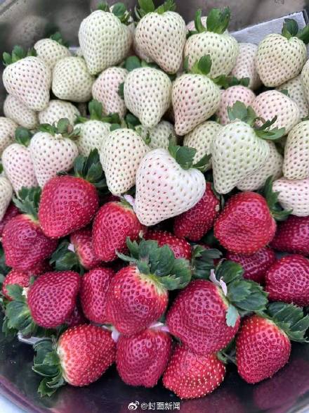 草莓界有自己的爱马仕！黑草莓最贵卖到300元一斤