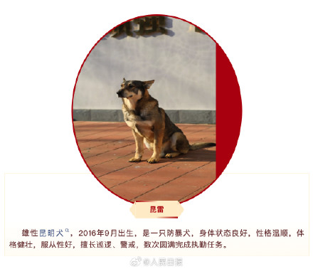 快来看看！4只退役军犬你要领养吗