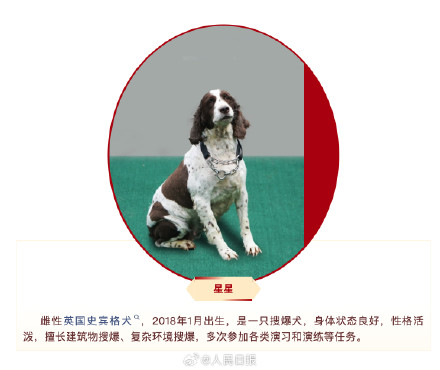 快来看看！4只退役军犬你要领养吗