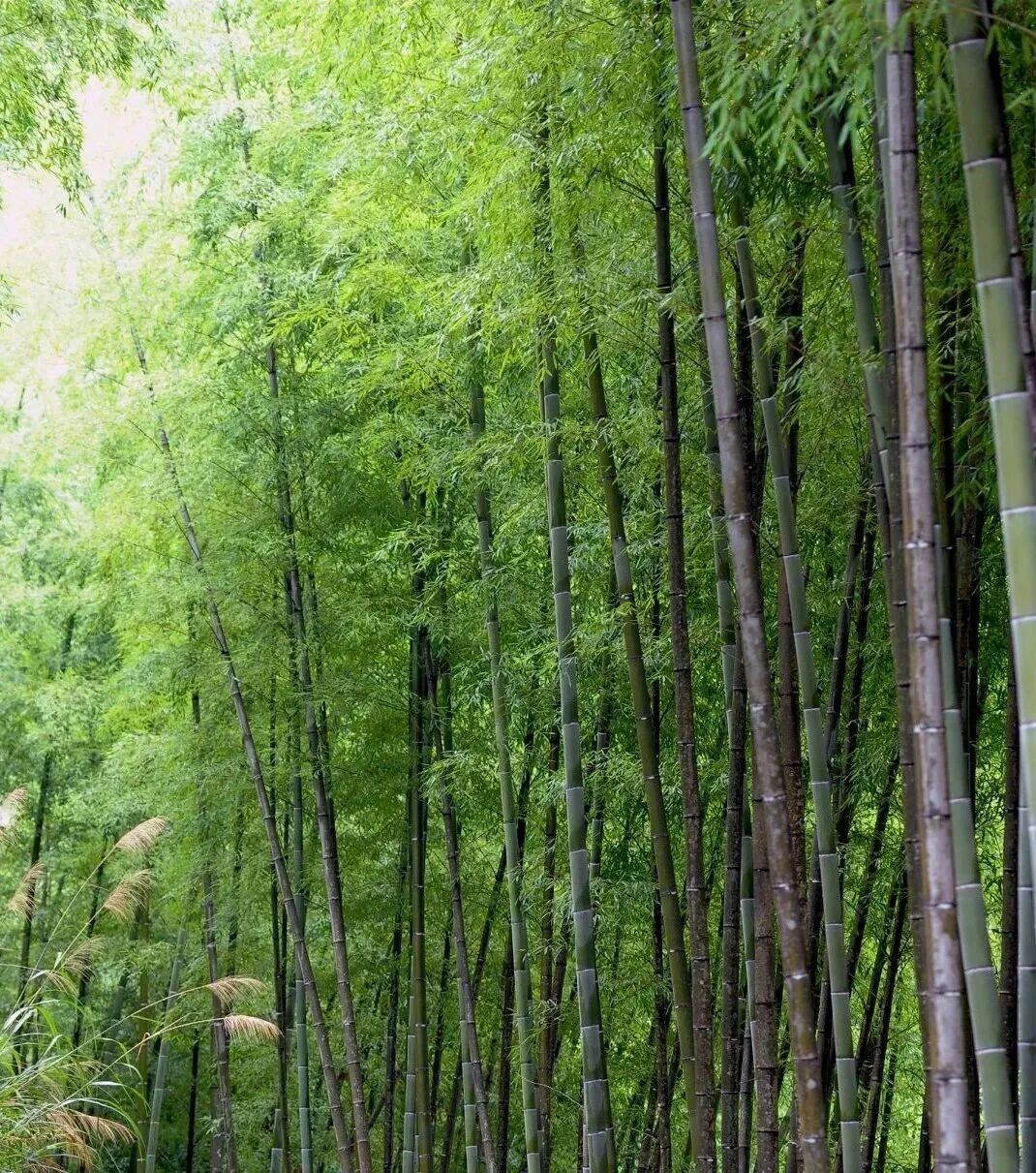 独家！五只大熊猫如何跨越千里、“从从蓉榕”