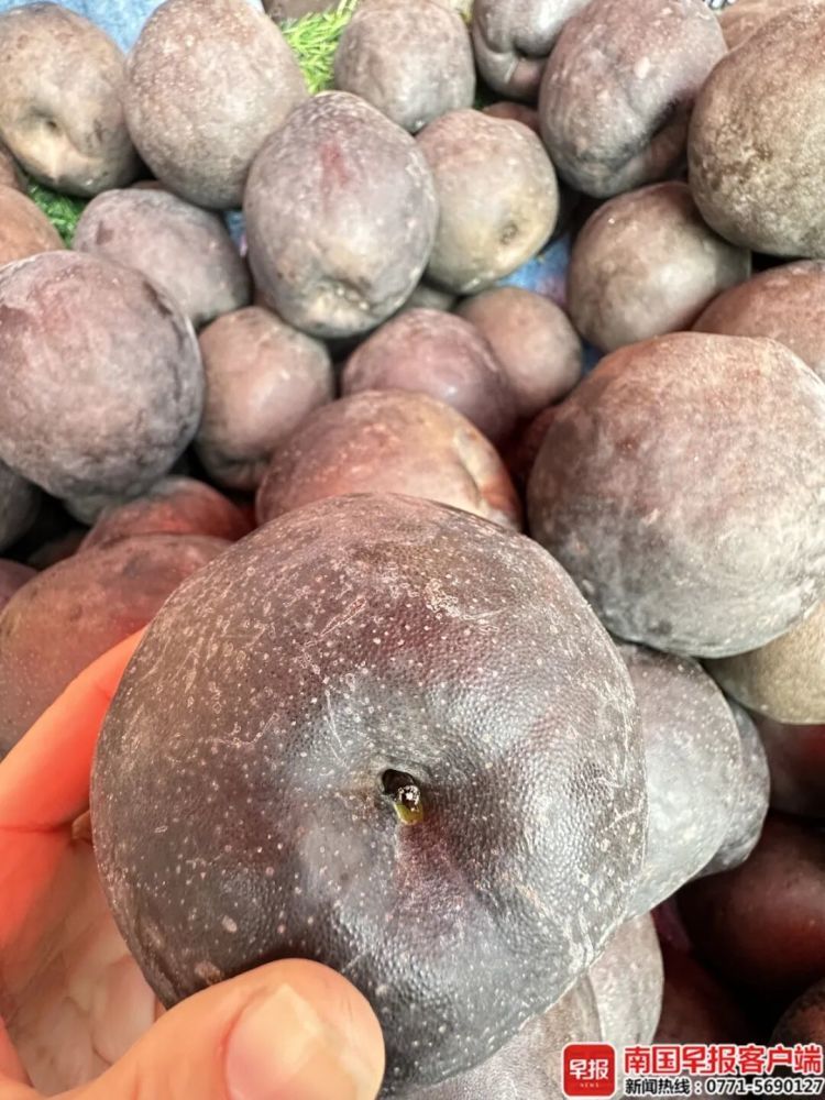 高价“网红黑梨”，是什么来头？专家揭秘