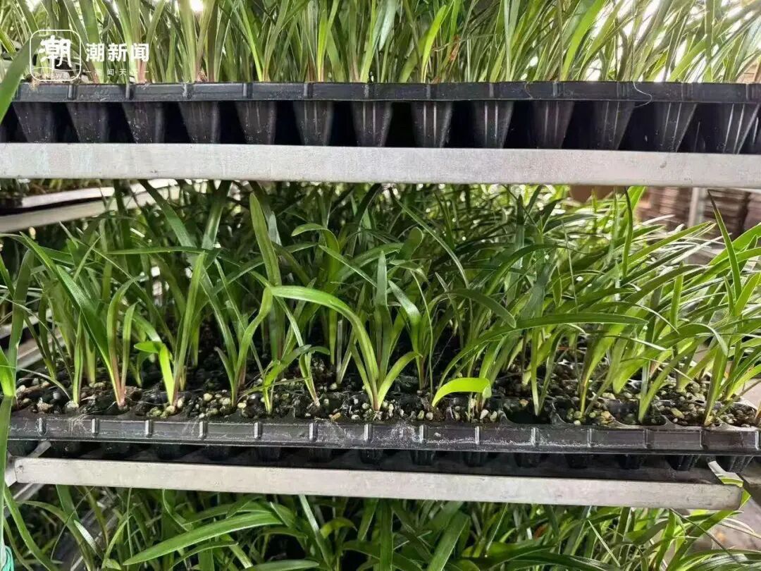 朱顶红种球价格大跳水！近300元跌至35元