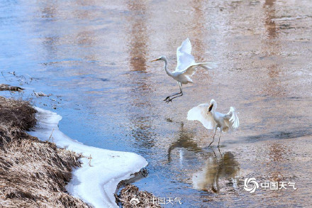 陕西延安河面尚未封冻 白鹭悠闲觅食