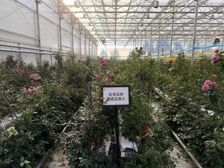 用二舅“宝华”命名的月季，有了新消息！