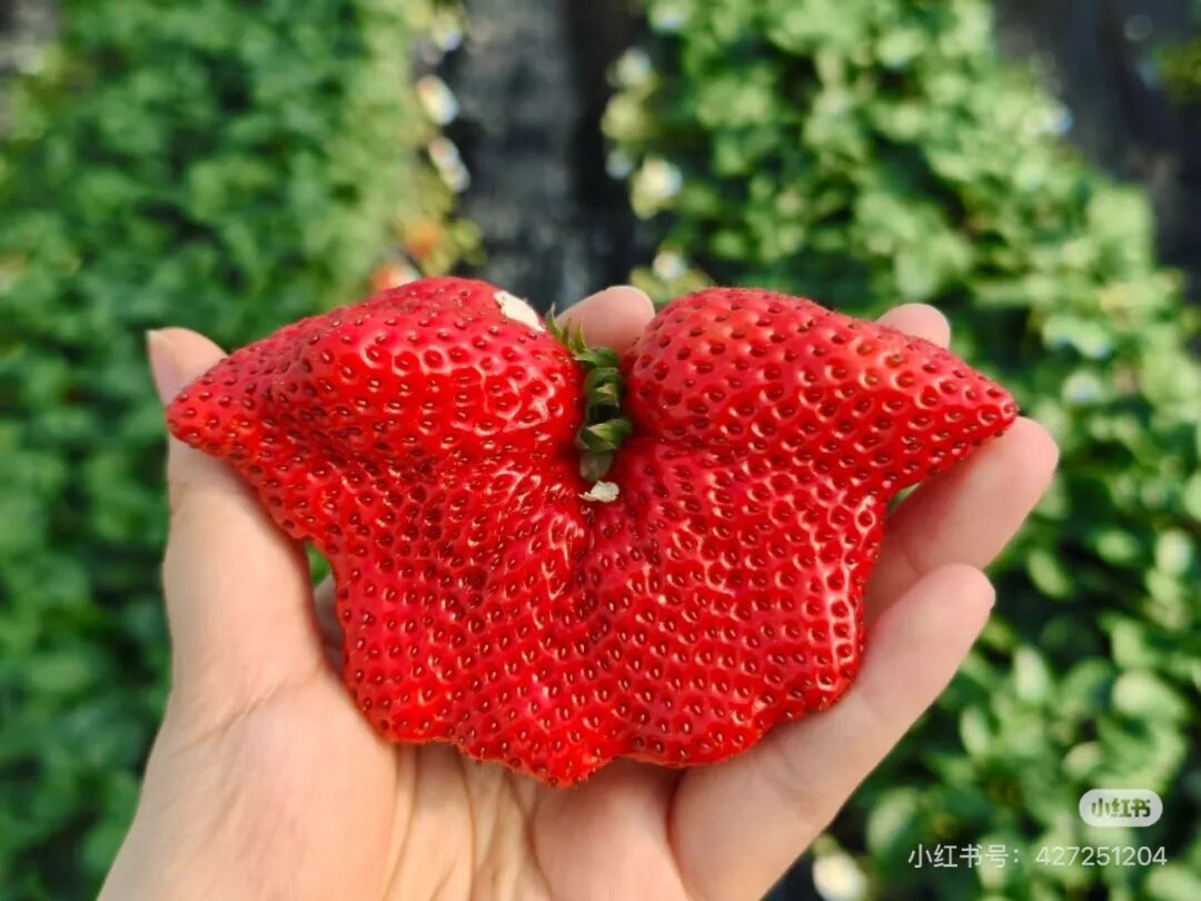 “怪相”草莓，能吃吗？