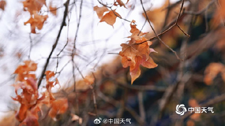 北京黄叶与红墙碰撞出别样冬景