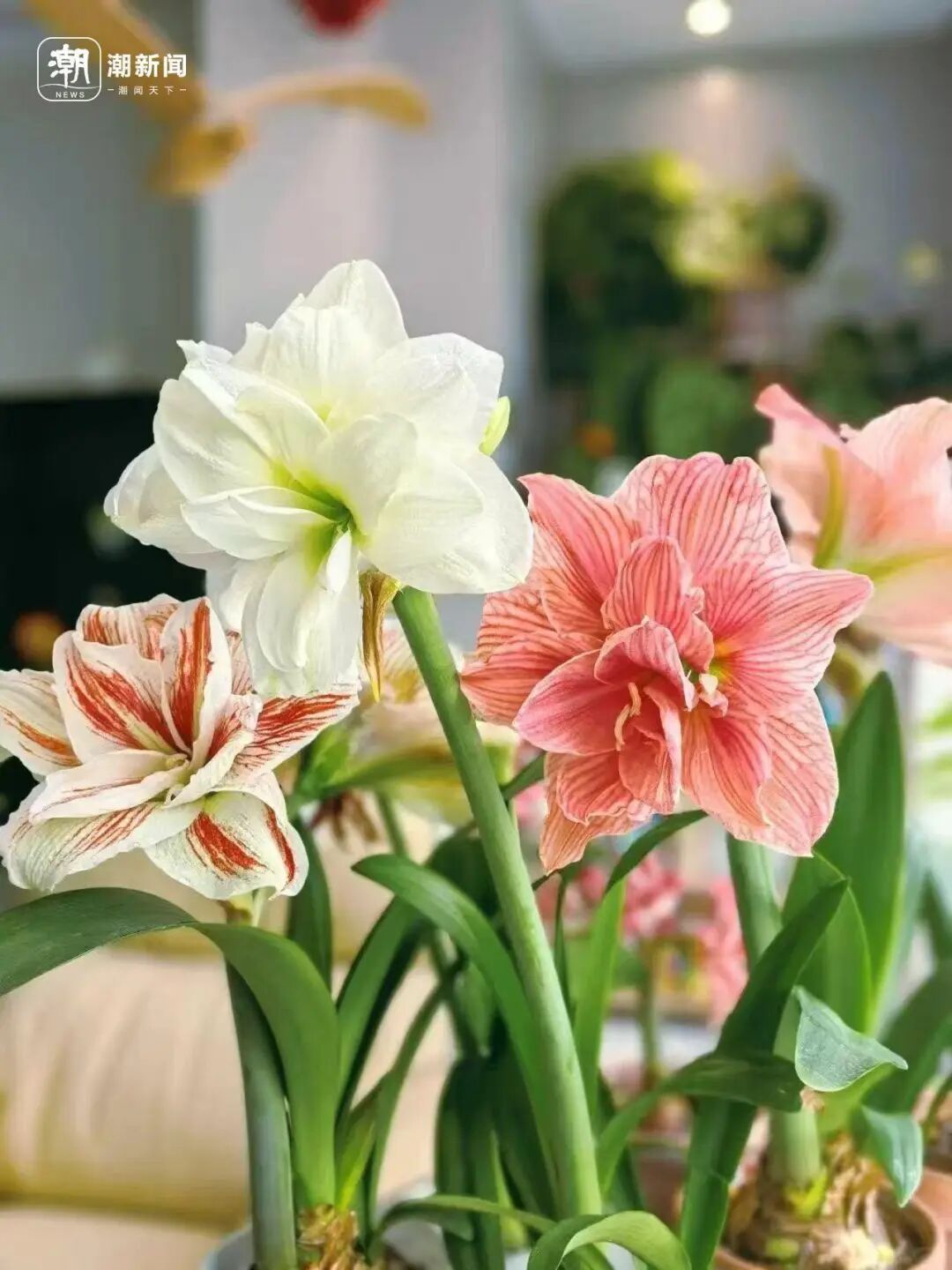 朱顶红种球价格大跳水！近300元跌至35元