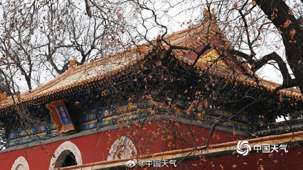 北京黄叶与红墙碰撞出别样冬景