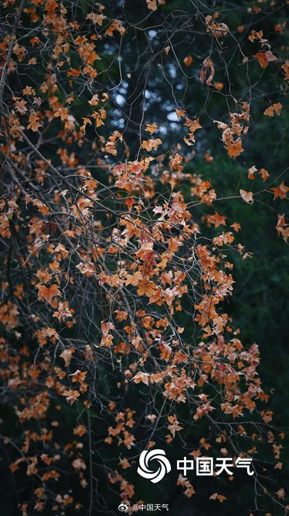 北京黄叶与红墙碰撞出别样冬景