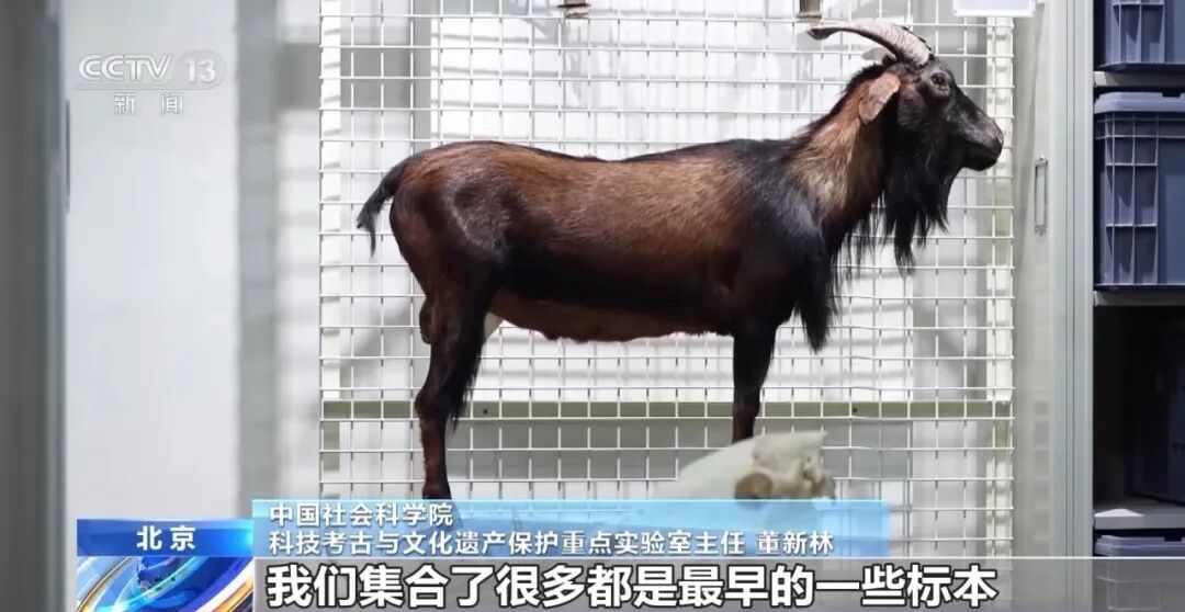 科技考古重大成果！青海都兰出土世界最早扎经染色织物实物