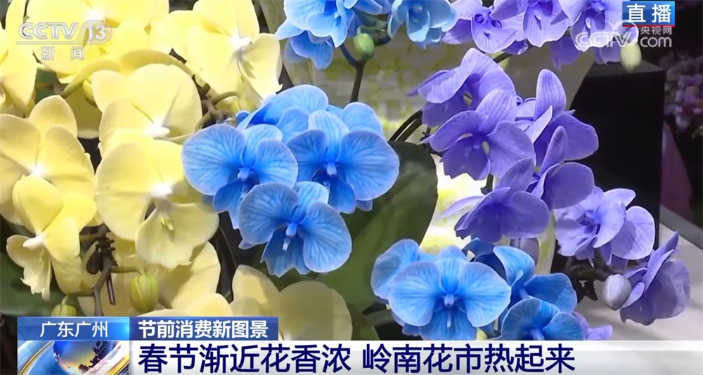 花市“热”起来涌动节前消费暖流 浓浓“年味”映射出中国市场韧性强、活力足