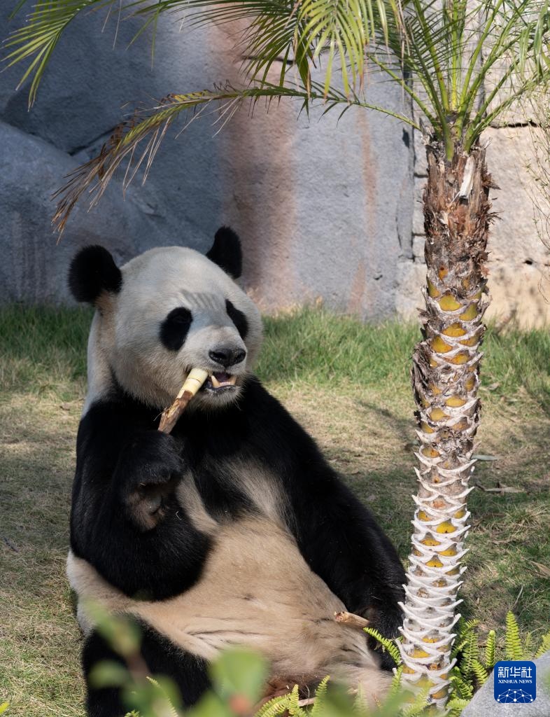 国宝大熊猫福州安新家