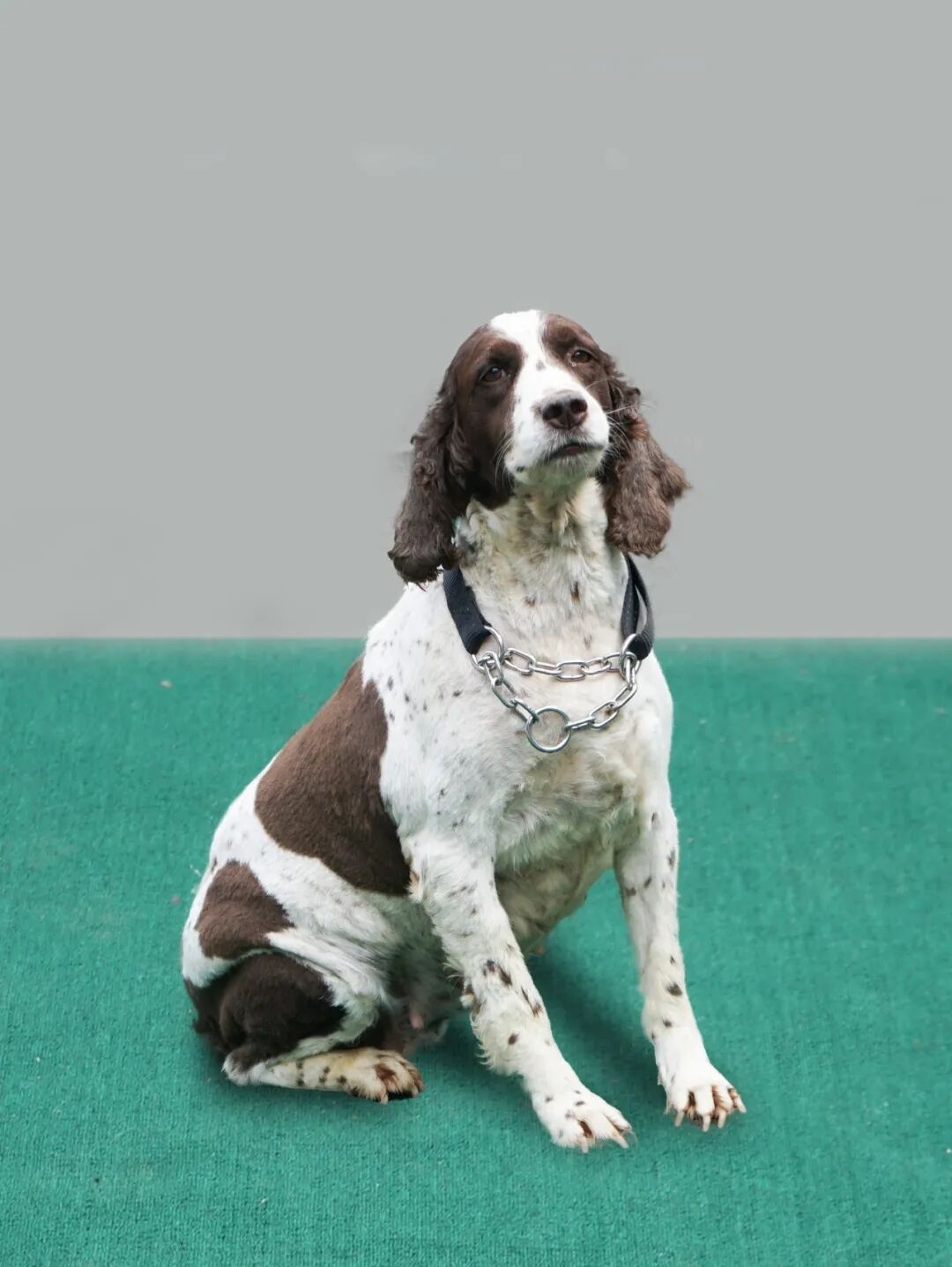 快来看看！4只军犬光荣退役，你要领养吗？