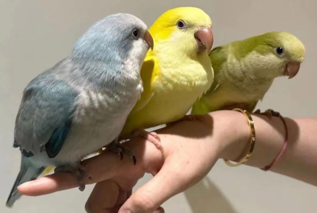 无基础病史，男子高热、咯血！医生：元凶是家里那只鸟