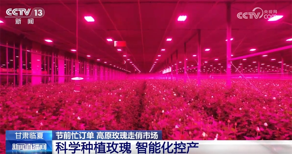 高原玫瑰走俏市场 以“智”赋能、向“新”而行绘就鲜切花产业发展新图景