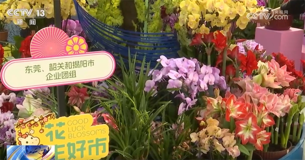 多地年宵花市逐渐升温“新”意涌现 “线上+线下”供销旺让生活锦上添“花”