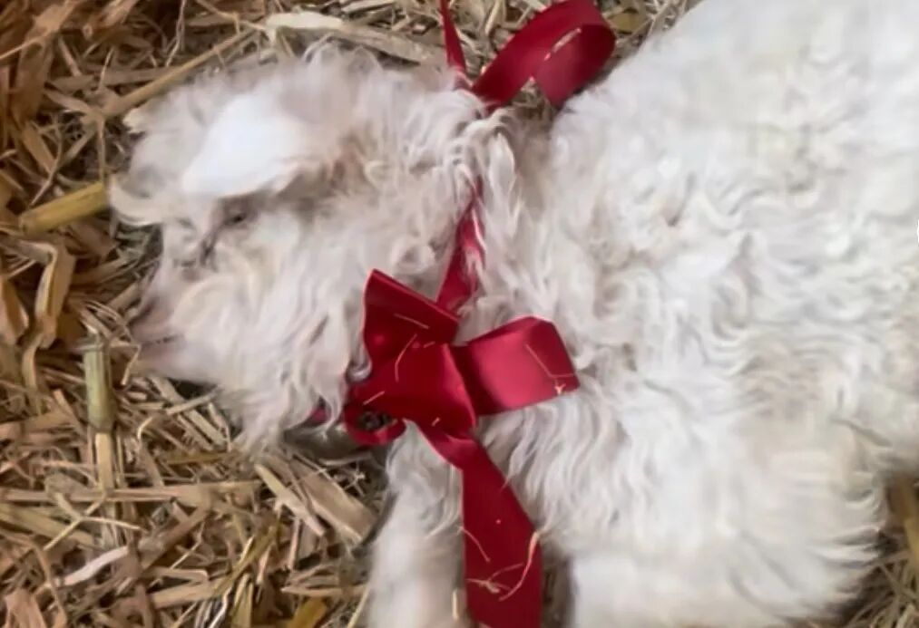 不是“演技”，“装死”小羊身价飙升，专家解释