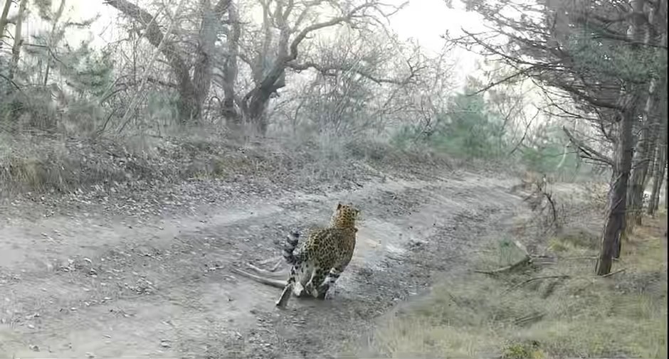 甘肃庆阳监测发现华北豹种群栖息地北拓超15公里