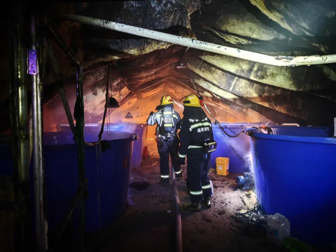 主人凌晨被惊醒，发现自己60万尾高价鲈鱼苗正被炙烤！