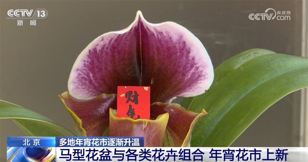 多地年宵花市逐渐升温“新”意涌现 “线上+线下”供销旺让生活锦上添“花”