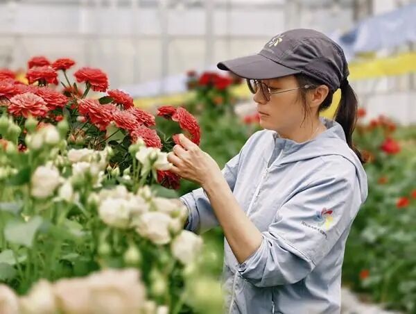 为月季装上中国“芯”的“种花人”