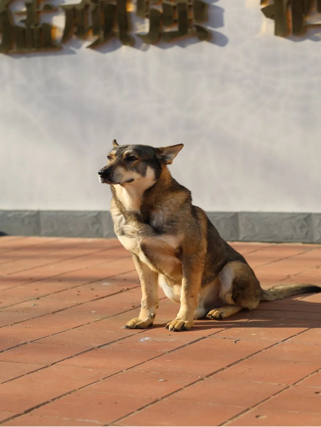 快来看看！4只军犬光荣退役，你要领养吗？