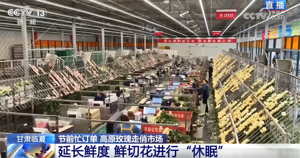 高原玫瑰走俏市场 以“智”赋能、向“新”而行绘就鲜切花产业发展新图景