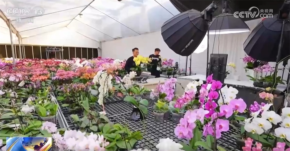 多地年宵花市逐渐升温“新”意涌现 “线上+线下”供销旺让生活锦上添“花”