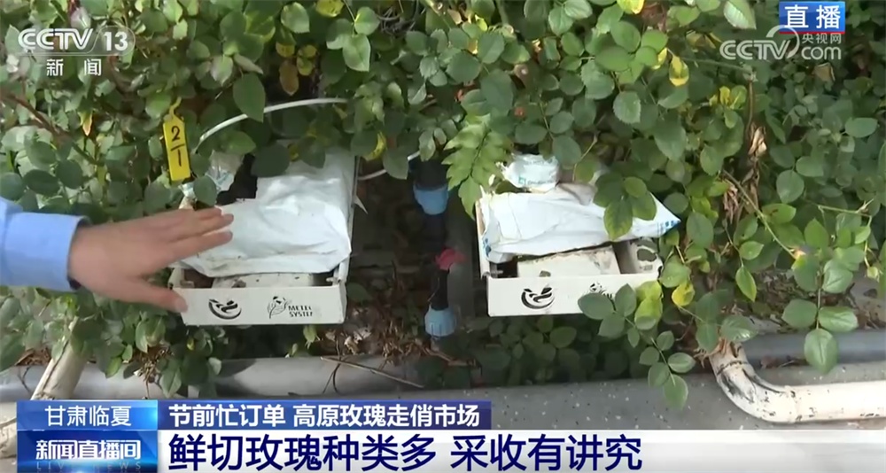 高原玫瑰走俏市场 以“智”赋能、向“新”而行绘就鲜切花产业发展新图景