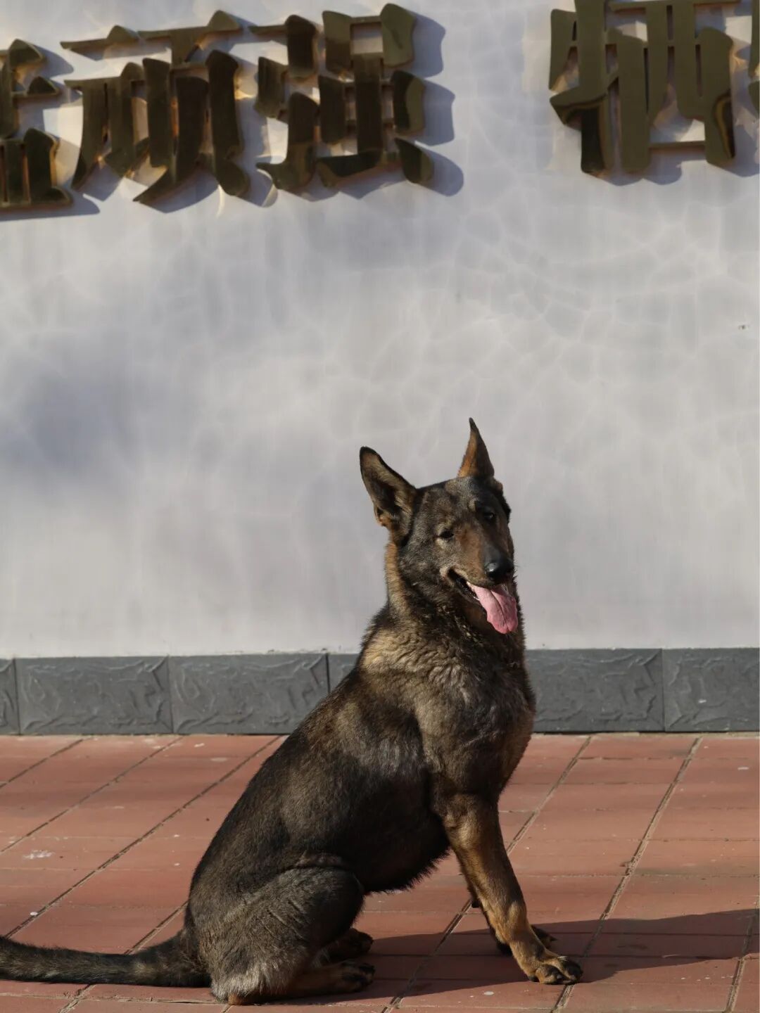 快来看看！4只军犬光荣退役，你要领养吗？