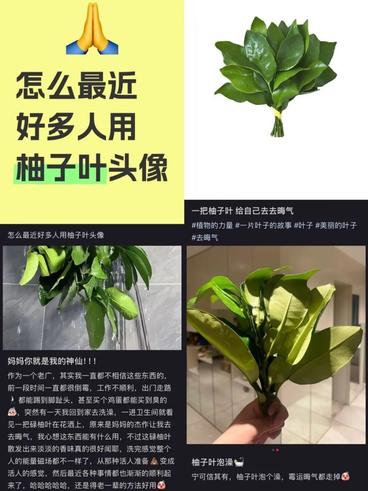 被年轻人追捧的柚子叶水能消毒吗？来听专家怎么说